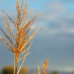wheat-1322466-1279x1928